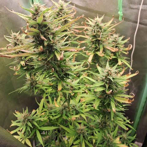 Amnésia  growlog timeline photo