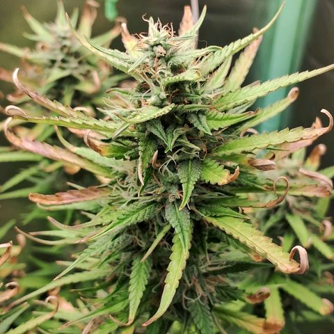 Amnésia  growlog timeline photo