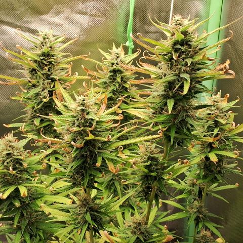 Amnésia  growlog timeline photo