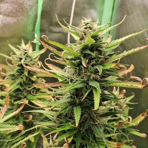 Amnésia  growlog timeline photo