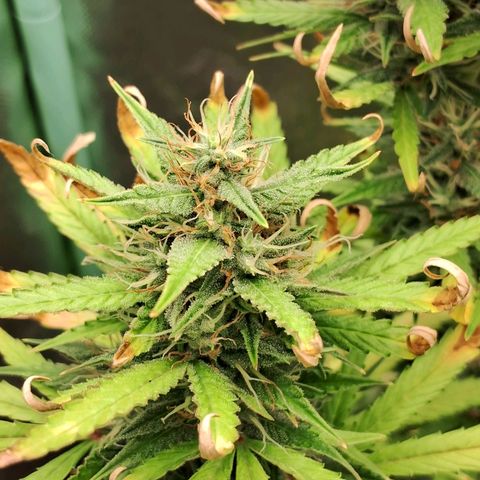 Amnésia  growlog timeline photo