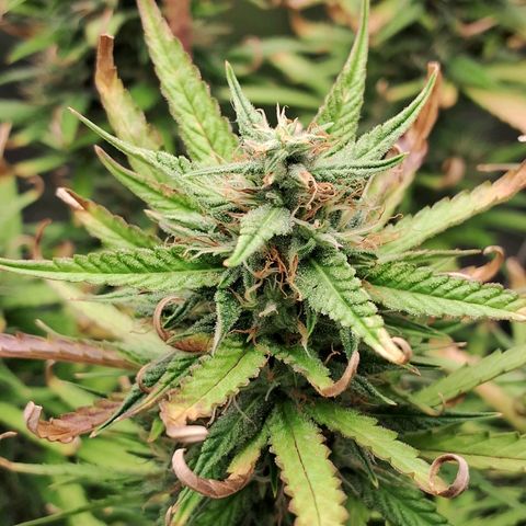 Amnésia  growlog timeline photo