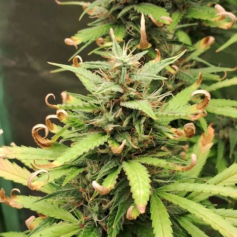 Amnésia  growlog timeline photo