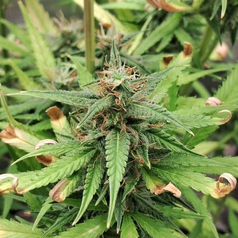 Amnésia  growlog timeline photo