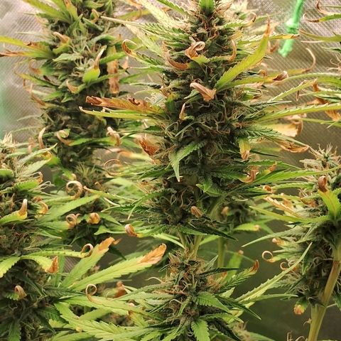 Amnésia  growlog timeline photo