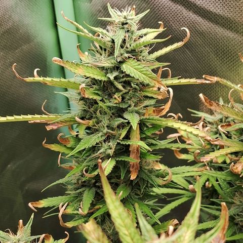 Amnésia  growlog timeline photo
