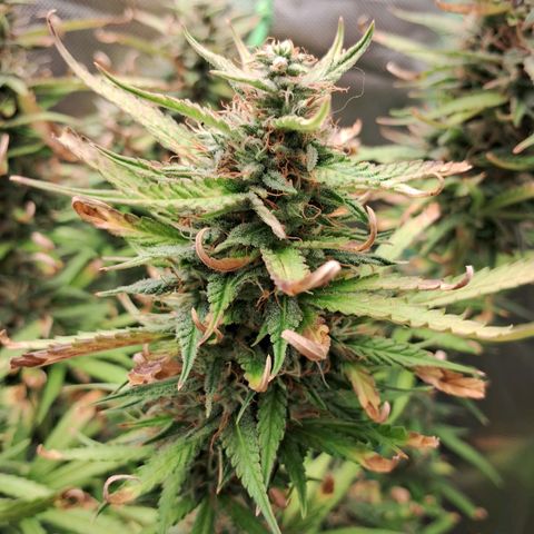 Amnésia  growlog timeline photo
