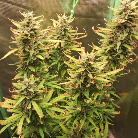 Amnésia  growlog timeline photo