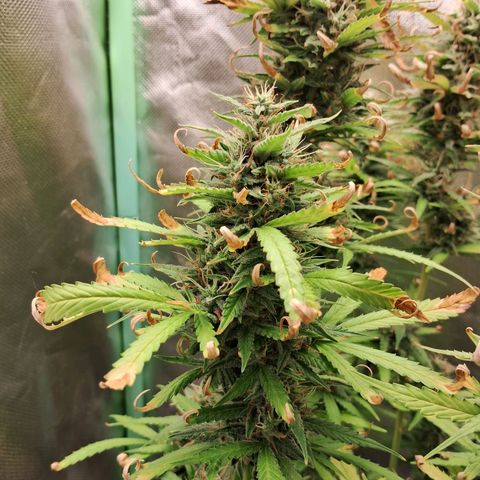 Amnésia  growlog timeline photo