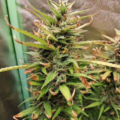 Amnésia  growlog timeline photo