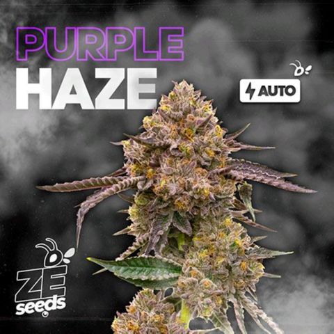 Purple Haze growlog photo
