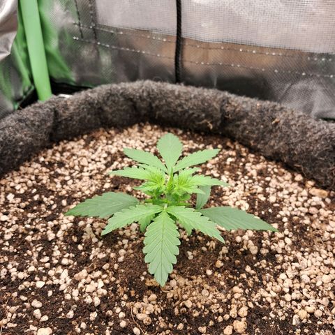 Purple Haze growlog photo