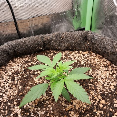 Purple Haze growlog photo