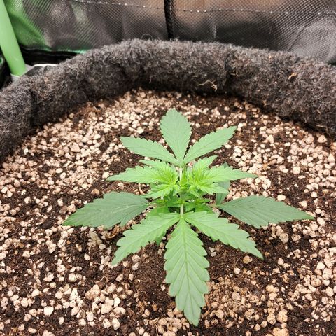 Purple Haze growlog photo
