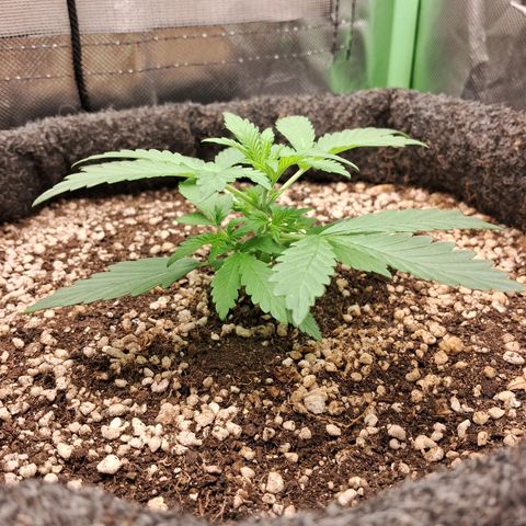 Purple Haze growlog timeline photo