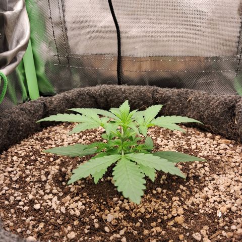 Purple Haze growlog photo