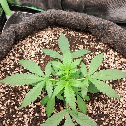 Purple Haze growlog timeline photo