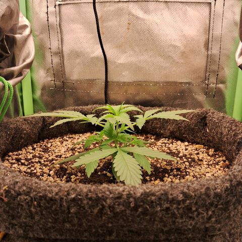 Purple Haze growlog timeline photo