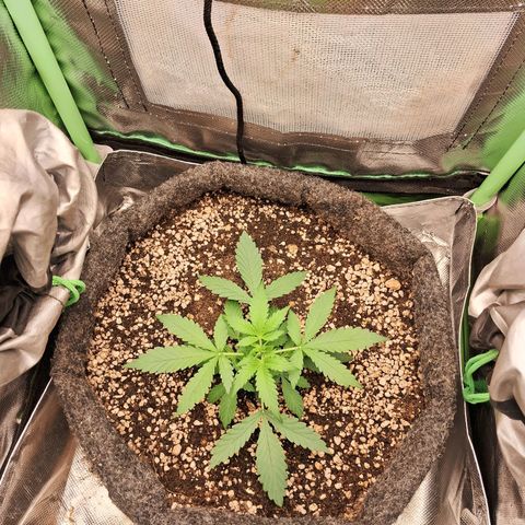 Purple Haze growlog timeline photo