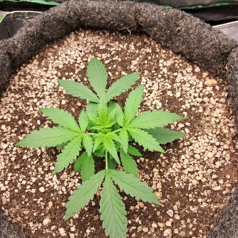 Purple Haze growlog timeline photo