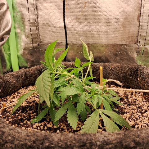 Purple Haze growlog timeline photo