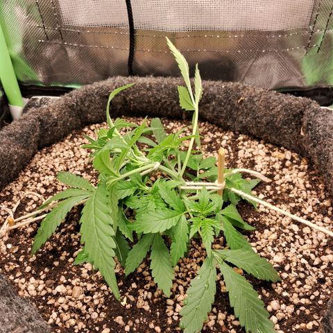 Purple Haze growlog timeline photo