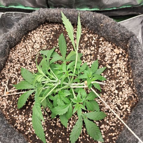 Purple Haze growlog timeline photo