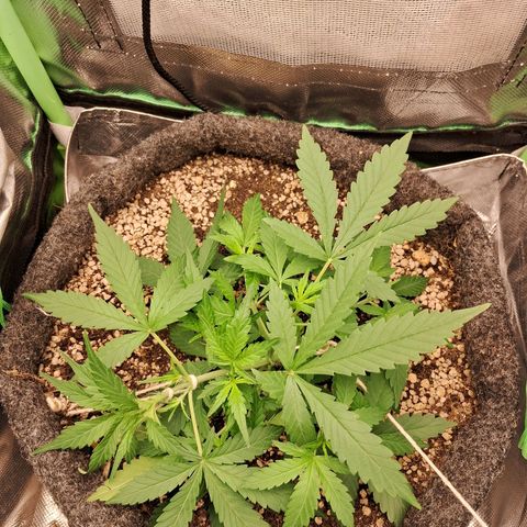 Purple Haze growlog timeline photo