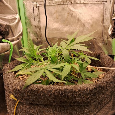 Purple Haze growlog timeline photo