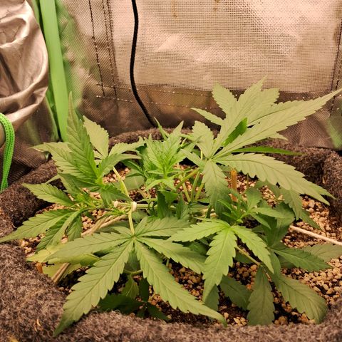 Purple Haze growlog timeline photo