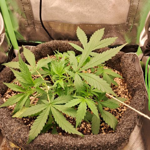 Purple Haze growlog timeline photo