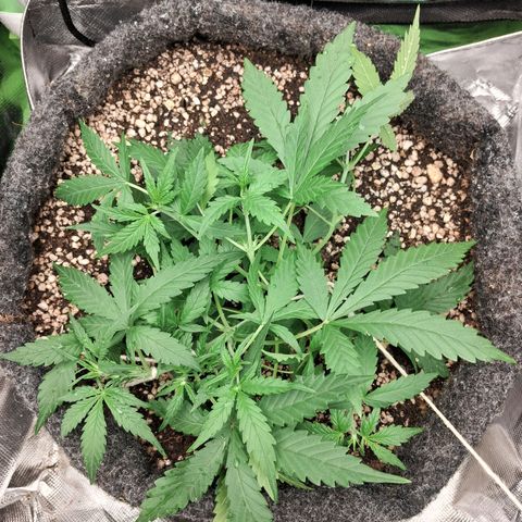 Purple Haze growlog timeline photo