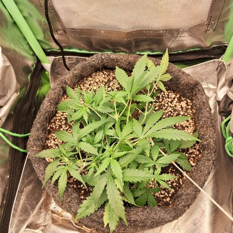 Purple Haze growlog timeline photo