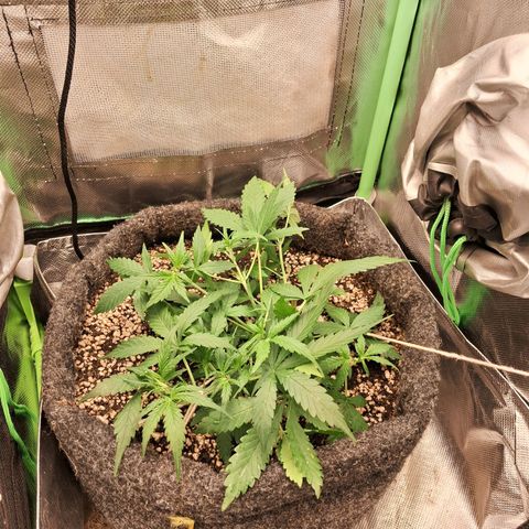Purple Haze growlog timeline photo