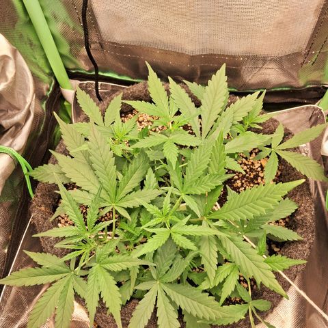 Purple Haze growlog timeline photo