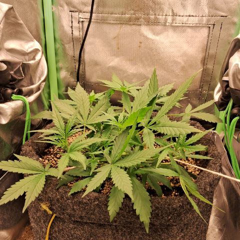 Purple Haze growlog timeline photo