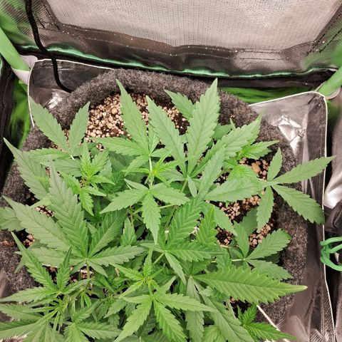 Purple Haze growlog timeline photo
