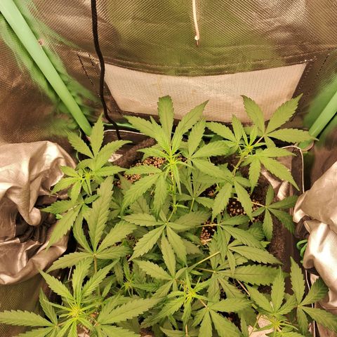Purple Haze growlog timeline photo