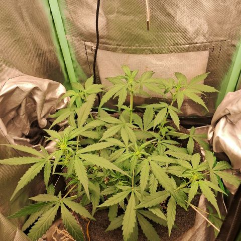 Purple Haze growlog timeline photo