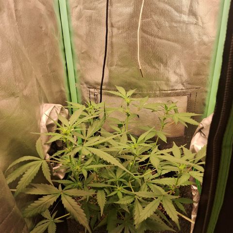 Purple Haze growlog timeline photo