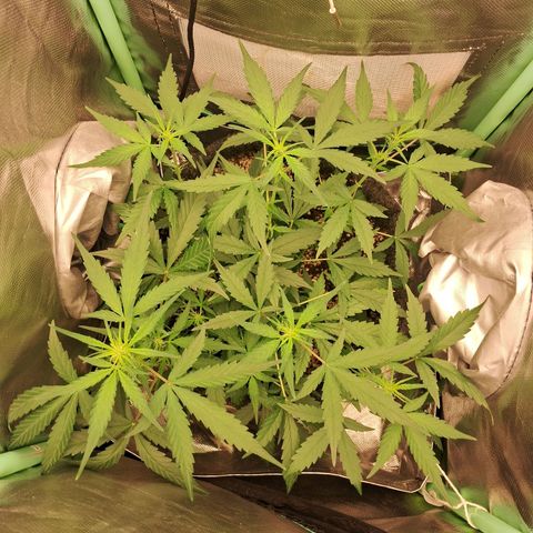 Purple Haze growlog timeline photo