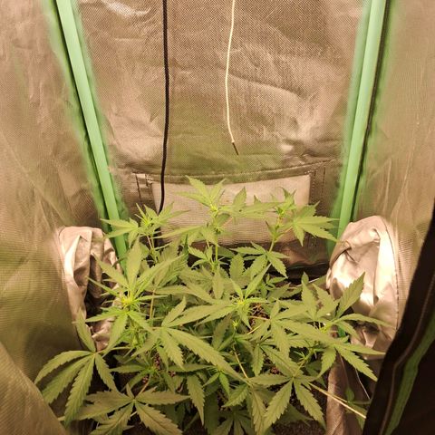 Purple Haze growlog timeline photo