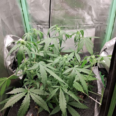 Purple Haze growlog timeline photo