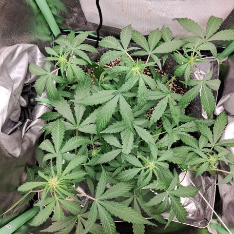 Purple Haze growlog timeline photo