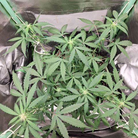 Purple Haze growlog timeline photo