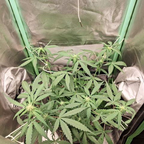 Purple Haze growlog timeline photo