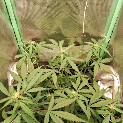 Purple Haze growlog timeline photo