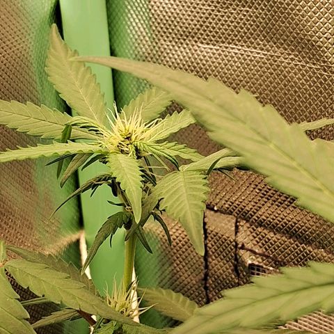 Purple Haze growlog timeline photo