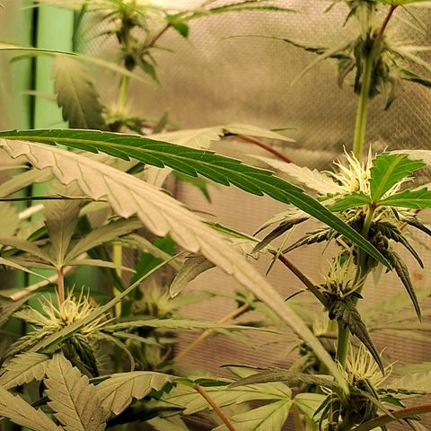 Purple Haze growlog timeline photo