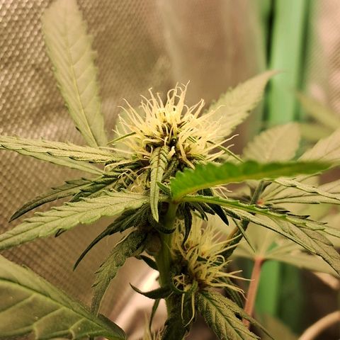 Purple Haze growlog timeline photo